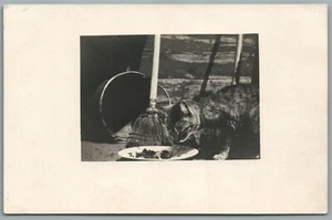 CAT EATING ANTIQUE REAL PHOTO POSTCARD RPPC - Picture 1 of 2