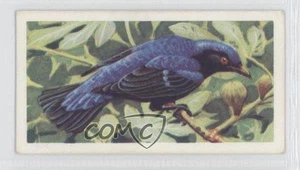 1961 Brooke Bond Tropical Birds Tea Fairy Blue Bird #36 a8x - Picture 1 of 3