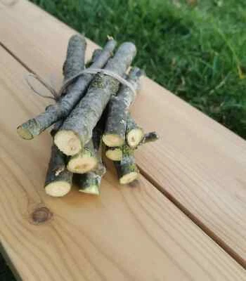 阿斯彭木棒,宠物有机咀嚼玩具,虽然玩具耐用 — 第 1/4 张图片