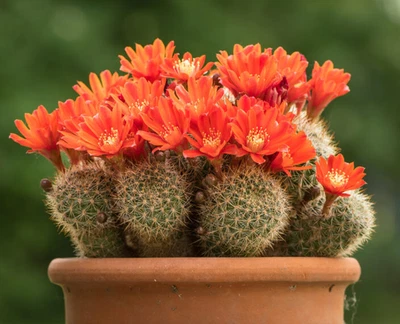 Rebutia Minuscula Live Plant, Fire Crown Cactus, Blooming Cactus, 2.5'' Pot - Image 1 of 4