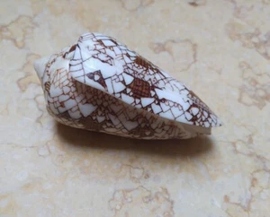 Textil Konus Muschel Präparat schönes Muster 79,2 mm natur massiv rote Muschel - Bild 1 von 12