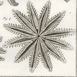 1788 BENARD & PANCKOUCKE Superb ECHINODERMS (Starfish) Engraving Pl. 107 ASTERIA - Picture 1 of 8