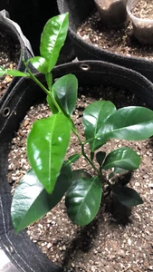 Live Orange tree | 6-12 inch | Variety: Satsuma - Picture 1 of 4