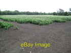 Photo 6X4 Swaffham Bulbeck: Potato Cultivation Commercial End Just How Ma C2008