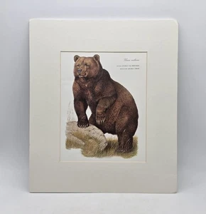 Quadro stampa vintage 1970 orso grizzly Helmut Diller animale in via di estinzione - Foto 1 di 22