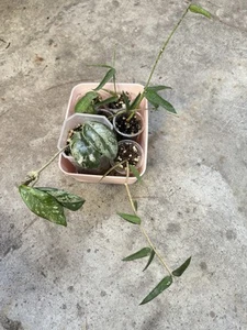 Bundle Hoyas For Sale. All Rooted. Includes: Wilbur Graves, Burmanica, Pandurata - Picture 1 of 2