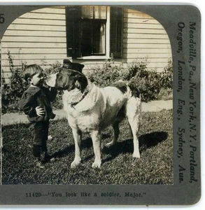 Little Boy & His Red Cross Dog 'Major' Keystone Stereoview c1920 - Picture 1 of 3