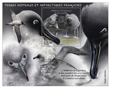 fsat 2023 taaf antarctic Sooty Albatross Albatros fuligineux bird aves vogel ms1 - Image 1 of 1