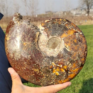 2.35kg Natural Ammonite Fossil Reiki Crystal Specimen Mineral Crystal Decor Gift - Picture 1 of 12
