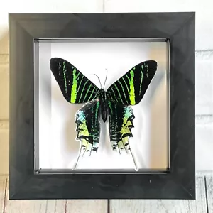Green Banded Urania Moth (Urania leilus) Butterfly Shadow Box Display Frame Case - Foto 1 di 2