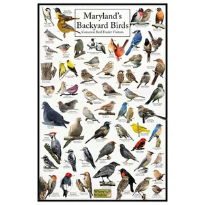 Póster de aves de patio trasero de Maryland - Tabla de alimentación de observación de aves de Maryland - Imagen 1 de 6