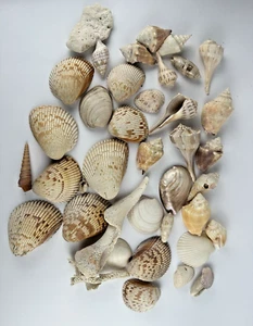 Lot of Florida Sea Shells Lot of 31 Pieces 3 Lbs - Picture 1 of 7