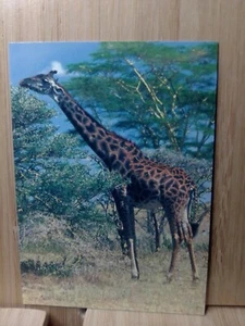 San Diego Zoo🏆GIRAFFE 1993 Cardz #28 Trading Card🏆FREE POST - Picture 1 of 2