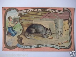 CHROMOS ANNÉE 1890-1900 CHOCOLAT GUÉRIN-BOUTRON LES MAMMIFÈRES " LE RAT " - Foto 1 di 2