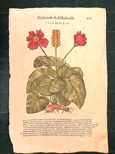 MATTIOLI MATTHIOLI Herbarium mit großen Figuren Original von 1604 FAVA D'EGITTO - Bild 1 von 1