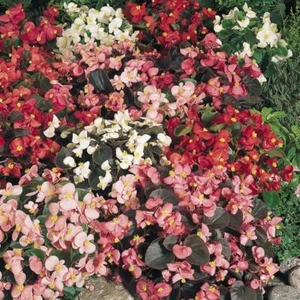 Pack Begonia 'Sunshine Carpet Mixed' Flower Seeds Kings - Picture 1 of 1