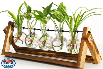 Terrario de plantas XXXFLOWER con soporte de madera, vidrio colgante de pared P Foto 1 de 4