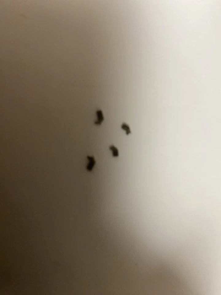 N Fleischmann Set Trompetas 250 Renfe