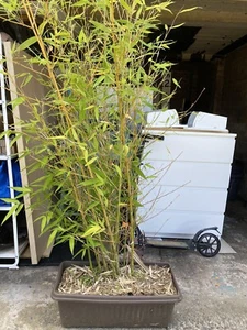 Green Running Bamboo Plant 2.4m Tall - Picture 1 of 3