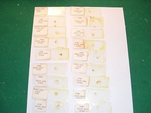 19 diapositivas vintage Black Bass New York Miscroscope Society - Imagen 1 de 7