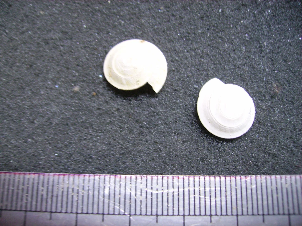 104.03 L - SOLARIUM PATULUM - FOSSILE DU BASSIN PARISIEN - Photo 1/1