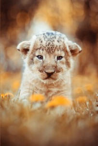 African Lion *** Lion Baby ** Postcard # 37