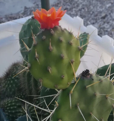 Opuntia paraguayensis Compact Dark Green Cactus Plant with Orange Flowers - Image 1 of 3