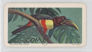 1964 Brooke Bond Red Rose Tropical Birds Tea Canadian Black Backs #27 0a3