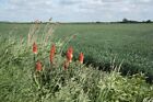 Photo 6x4 Red hot pokers Crowland Red hot pokers growing wild by Renew� c2009