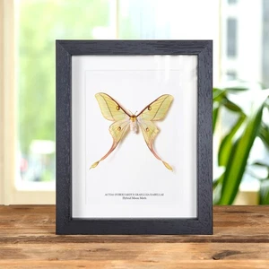 Sehr seltene weibliche Hybride Mondmotte im Kastenrahmen (Actias dubernardi x Graellsia Is - Bild 1 von 11