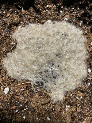 Live White worm worms Starter Healthy culture fish/frog/newt food FREE SHIPPING - Image 1 of 3