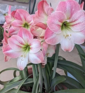 Hippeastrum Apple Blossom: $95 For 2 Bulbs: Free Postage - Foto 1 di 4