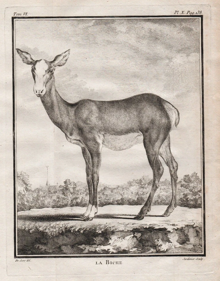 biche doe deer Damhirschkuh hunting Jagd Kupferstich engraving Buffon 1780 - Bild 1 von 1