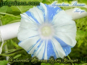 Mountain Stream Keiryu Japanese Morning Glory 6 Qty - Picture 1 of 6