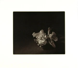 JUDITH ROTHCHILD b1950 Faire Catleya - Picture 1 of 1