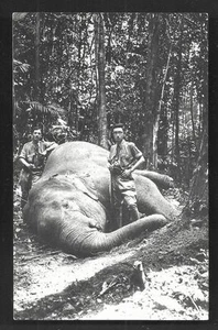 Elephant Hunting rppc Hunters Guns Malaya Malaysia 1920s - Picture 1 of 1