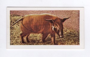 Hornimans Tea Wild Animals Card 1958. Red River Hog
