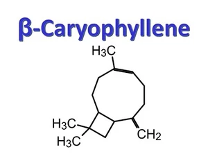 β-Caryophyllen, CAS 87-44-5 - Bild 1 von 1