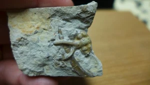 IMPRESE GEOLOGICHE Devoniano fossile Trilobite Dicranurus elegantulus Okla - Foto 1 di 5