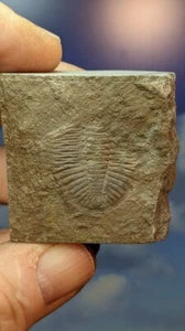 British Trilobite Ogyginus corndensis​ tail section, Wales. As Shown. Boxed. - Picture 1 of 7