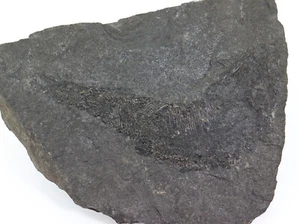 Pesce, Palaeoniscum freieslebi, Perm, ardesia di rame, vita di ghiaccio, Germania - i662 - Foto 1 di 6