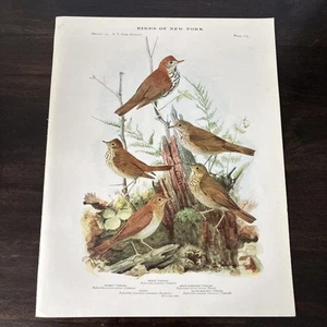 1914 Book Plate #105 Birds of New York Louis Agassiz Fuertes Thrush - Picture 1 of 3