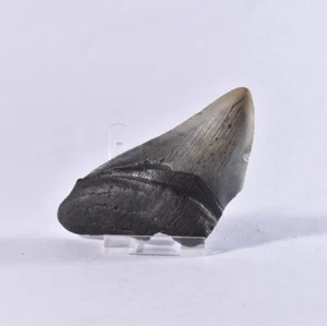 Diente de tiburón fósil genuino grande Carcharodon MEGALODON - Mioceno - EE. UU. - Imagen 1 de 4