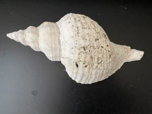 HORSE CONCH SEA SHELL - Rare Giant Sized From Florida - 14" Long - Picture 1 of 5