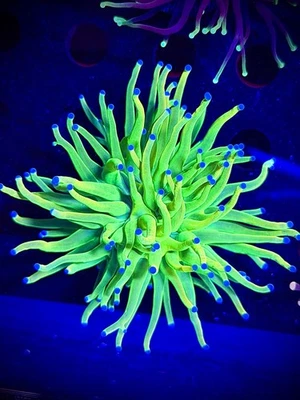 Kalimantan HG Antorcha Santo Grial CK Wysiwyg live coral frag Foto 1 de 3
