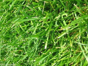 Argentine Bahia Grass Seed - 25 Lbs. - Bild 1 von 1