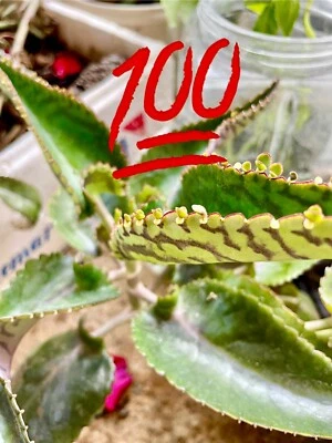 Kalanchoe daigremontiana plante vivipare ➤ Mother of Thousands 🌿🌟 - Photo 1/4
