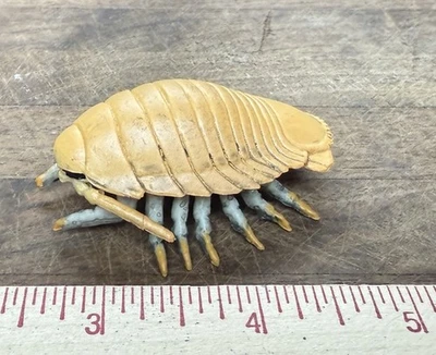Prehistoric Isopod animal creature Pill Bug - Image 1 of 4