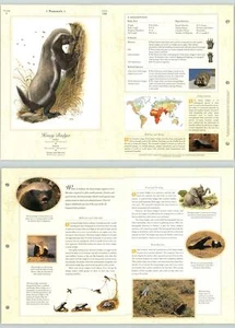 Honey Badger #116 Mammals - The Illustrated Animal Library Fold-out Page & Print - Picture 1 of 2