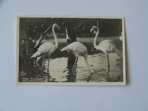 Palm Beach Florida FL RPPC Real Photo Coral Flamingoes 1949 - Picture 1 of 2